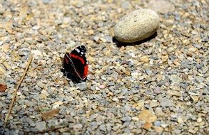 red black butterfly and round stone