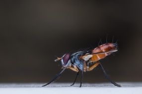 Fly Bug