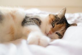 beautiful domestic cat on a white blanket