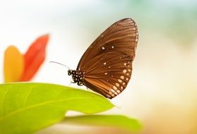 Brown butterfly on the green leaf