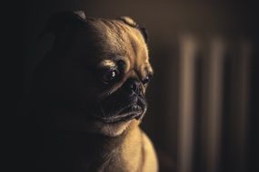 Puppy Pug, Dog portrait