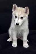cute puppy on the black background