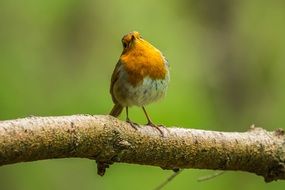 bird with an orange breast on a branch