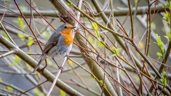 tiny robin in the spring garden