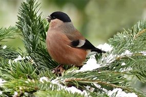 Bullfinch Bird on a pine tree branch