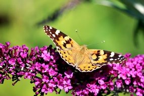 light color butterfly on purple flower