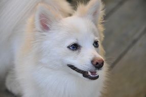 white pomeranian dog