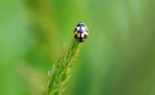 close up picture of blonde ladybug on a green blade of grass