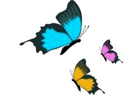 image of three different colored butterflies