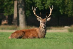 forest Antlers