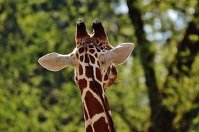 giraffe at the zoo