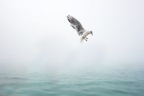 white seagull flying in mist above green water