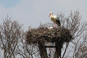 white stork sits on a large nest