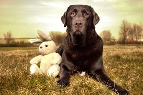 Dog with bunny toy