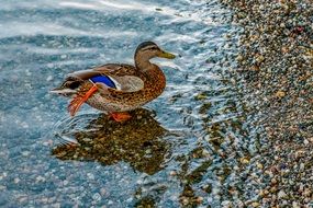 wild duck stretching its leg