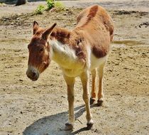 Funny Donkey in Hellabrunn Zoo, germany, munich
