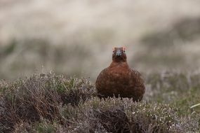 Bird Grouse