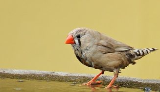 zebra finch is standing in a puddle