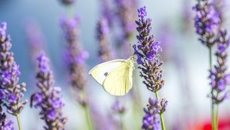 yellow butterfly on lavender