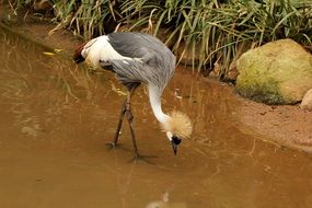 cute lovely Crowned Crane