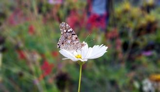 Butterfly Matting on white bloom Macro