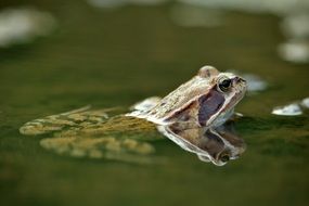 The Frog Water