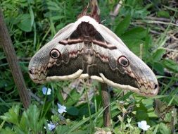 gray Butterfly Closeup