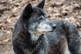 grey Wolf looking aside