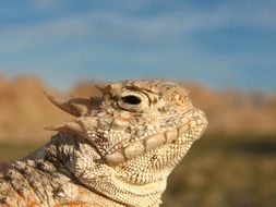 horned toad profile