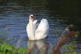 majestic white swan