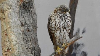 beautiful bird of prey sitting on a branch