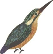 painted kingfisher with a sharp beak