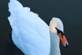 white swan is a graceful bird