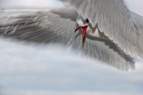 portrait of flying white Seagull with red bill