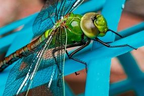 green and red dragonfly with transparent wings