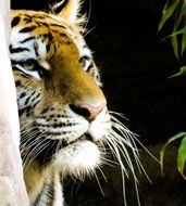 portrait of a tiger among nature