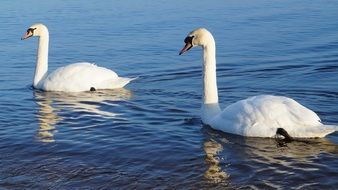 white swans swim in the lake one after another