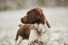 perfect beautiful Brown White dog