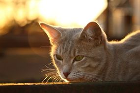 Cat in the evening