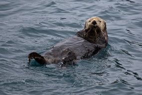 sea otter is swimming