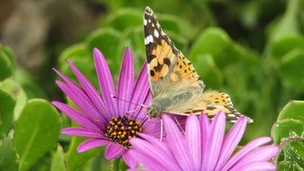 butterfly on the purple flower