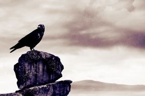 grey Bird on rock at sky