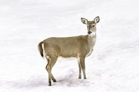 wild deer in winter