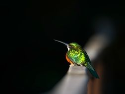 Trochilidae or Beija Flor