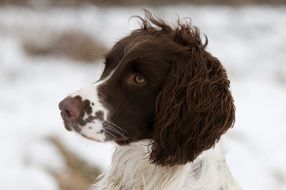 Brown spaniel puppy