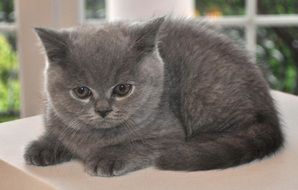 gray fluffy kitten close up