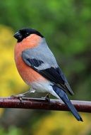 perched male bullfinch