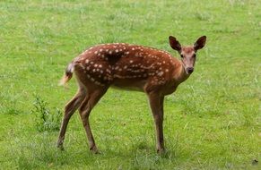 Fallow deer on the green meadow