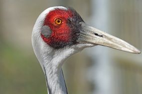 white-necked crane