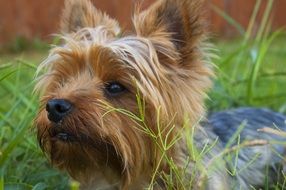 cute tiny terrier